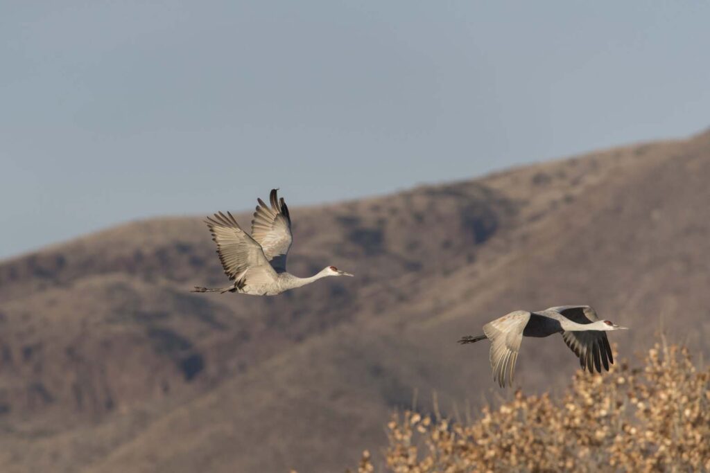 Two sandhill cranes flying over a mountainous landscape, illustrating wildlife presence and natural habitat conditions relevant to Halker’s Phase I, II, and III environmental assessments, ecological surveys, and risk analyses.