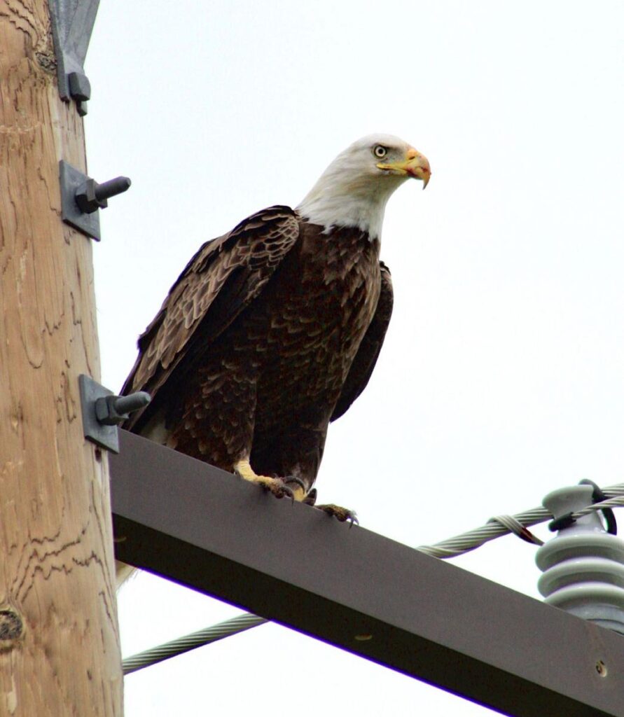 A bald eagle perched on electrical infrastructure, underscoring the importance of avian protection planning, outage risk mitigation, and compliance with federal wildlife regulations.