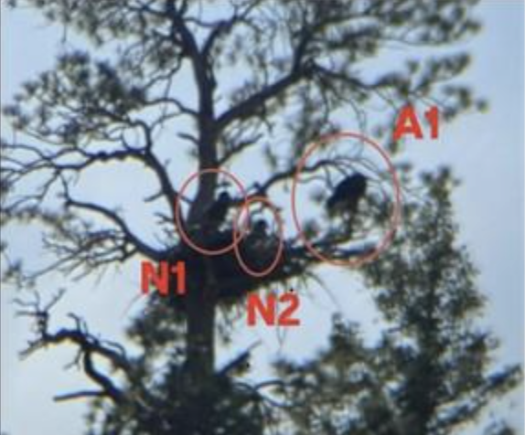 Bald eagle perched in a tree with marked nest locations, illustrating Halker’s wildlife protection services and expertise in environmental compliance, habitat assessments, and federally protected species monitoring.