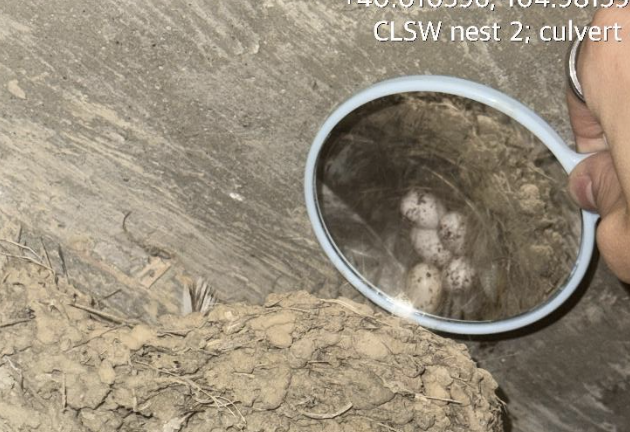 Close-up inspection of an active cliff swallow nest inside a culvert using a handheld mirror to assess eggs, demonstrating Halker’s environmental compliance expertise in migratory bird protection and construction impact mitigation.