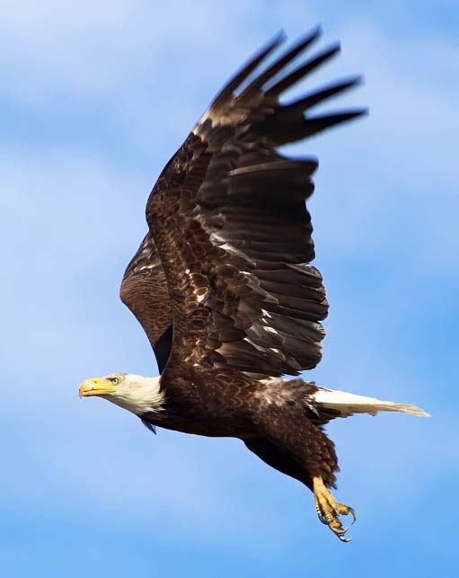 A soaring bald eagle against a clear blue sky, reflecting Halker's commitment to protecting sensitive wildlife and ensuring environmental compliance across energy and infrastructure projects.