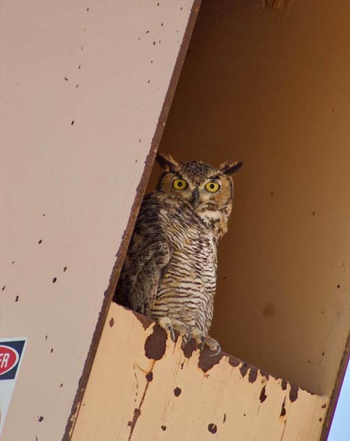 A great horned owl taking refuge in a pump jack on an oil & gas facility, illustrating Halker’s commitment to wildlife protection, habitat awareness, and environmentally responsible project execution.
