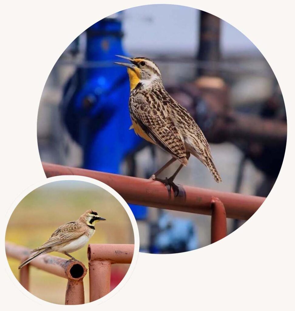 Large Circle-A Western meadowlark perched on facility piping, reflecting Halker’s expertise in managing wildlife interactions, minimizing site impacts, and supporting environmental regulatory compliance. Small Circle-A horned lark resting on oil and gas infrastructure, highlighting Halker’s role in reducing site impacts and supporting wildlife-aware regulatory compliance.