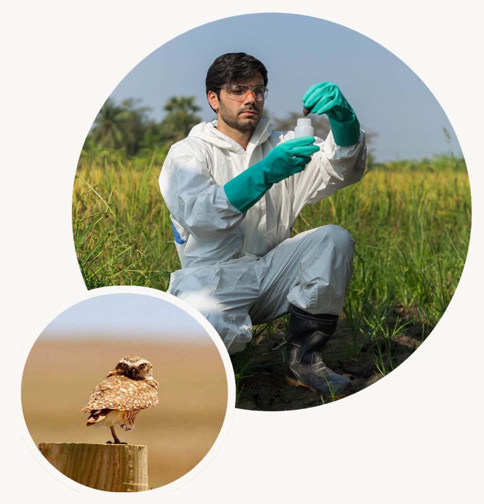 Big Circle-A field scientist collecting environmental samples in a restored natural habitat, illustrating Halker's commitment to data-driven assessments, regulatory compliance, and proactive environmental stewardship. Small circle-A burrowing owl perched on a fence post in open rangeland, underscoring Halker's commitment to wildlife protection, habitat assessments, and environmentally responsible project development.
