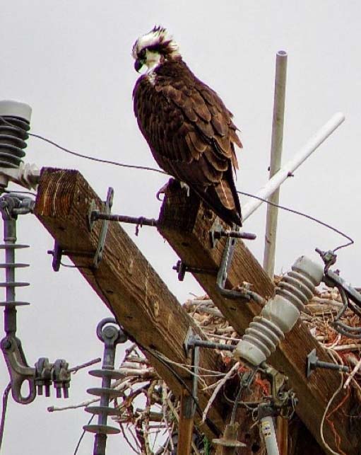 Osprey perched on utility infrastructure beside an active nest, illustrating the importance of wildlife protection and regulatory compliance in power and transmission projects.