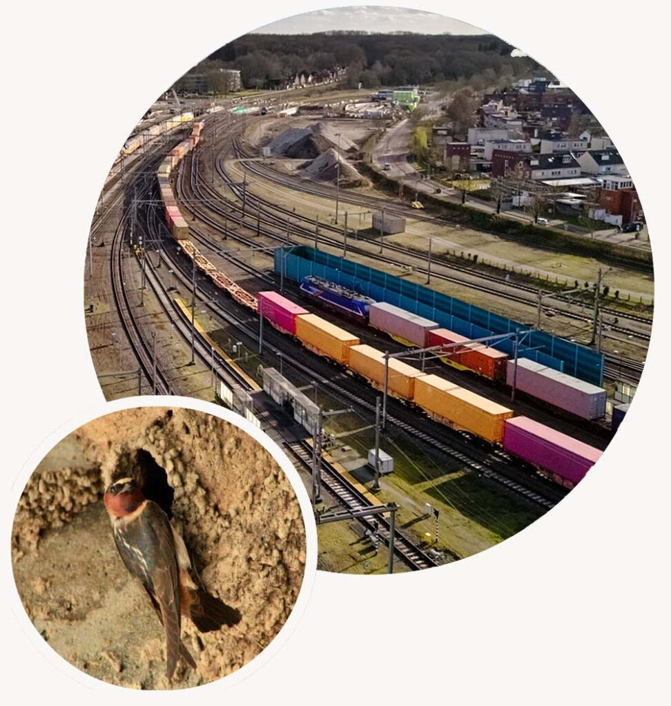 Large Circle-Aerial view of a major freight rail corridor bordering residential development, highlighting Halker's expertise in navigating environmental requirements for complex transportation and infrastructure projects.Small Circle-A close-up view of a cliff swallow at its nesting site, illustrating Halker's expertise in managing protected wildlife considerations during transportation and infrastructure project development.