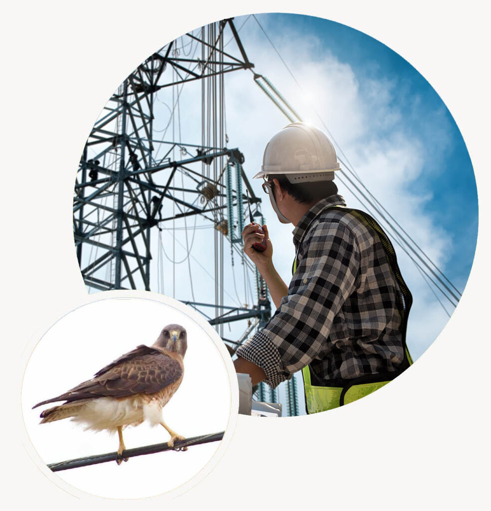 Big Circle-“Field engineer performing a transmission line inspection, supporting reliable power delivery and safe utility infrastructure operations. Small Circle-A Swainson's Hawk perched on utility infrastructure, highlighting the intersection of wildlife protection and energy development in regulated project environments.